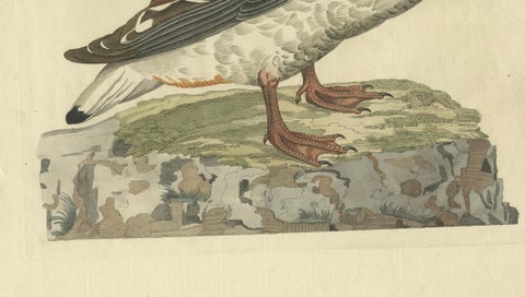 Female Common Shelduck, Antique Dutch Bird Print by Sepp & Nozeman, 1789, close-up 4