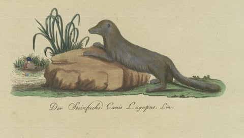 The European Pine Marten and The Polecat Meticulously illustrated, circa 1775, close-up 5