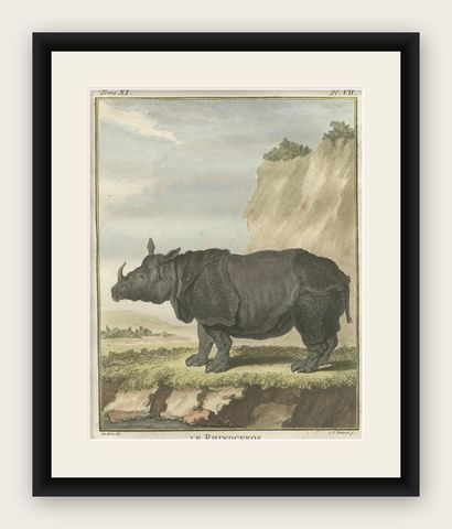 Striking Antique Rhinoceros Engraving, Buffon Hand-Coloured Print Amsterdam 1769, shown framed