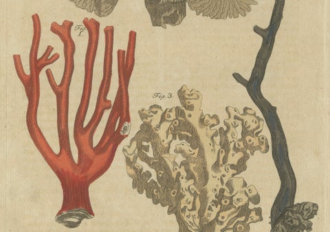 Original Antique Print of Four Corals by Bertuch, c. 1790, close-up 4