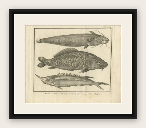 Antique Print of a Catfish and other Fish Species by Salmon, 1737, shown framed