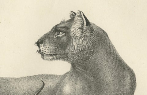 19th-Century Lithograph of a Lioness with Her Playful Cubs in the Wild, close-up 4