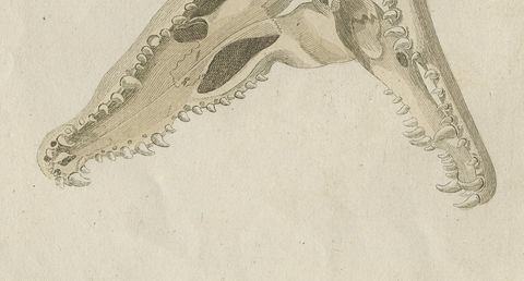 Crocodile with a Study of Its Skull, Antique Bertuch Print, Vienna, circa 1809, close-up 2