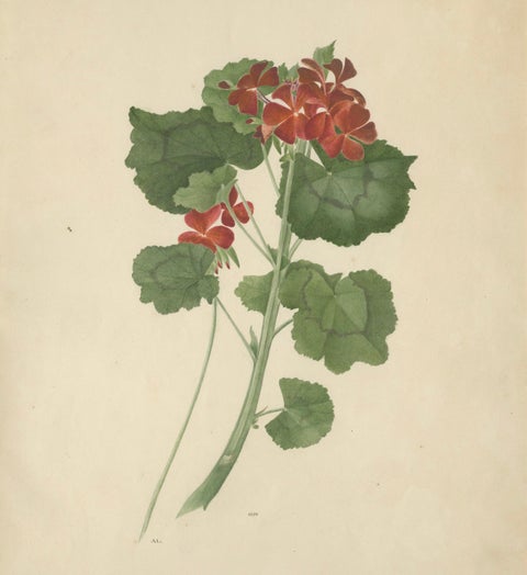 Two Stems with Red Flowers, Botanical Watercolor by A.L., 1819, close-up 1