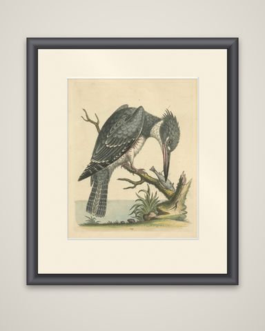 Majestic Hunter: The American Belted Kingfisher in Its Natural Habitat, 1749, shown framed