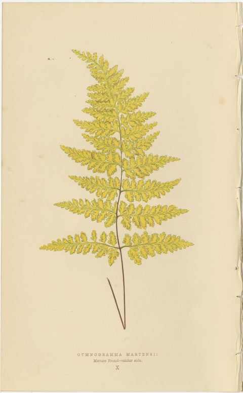 Antique Victorian Fern Botanical Prints, Gymnogramma Plates Wall Art 1856, view 11