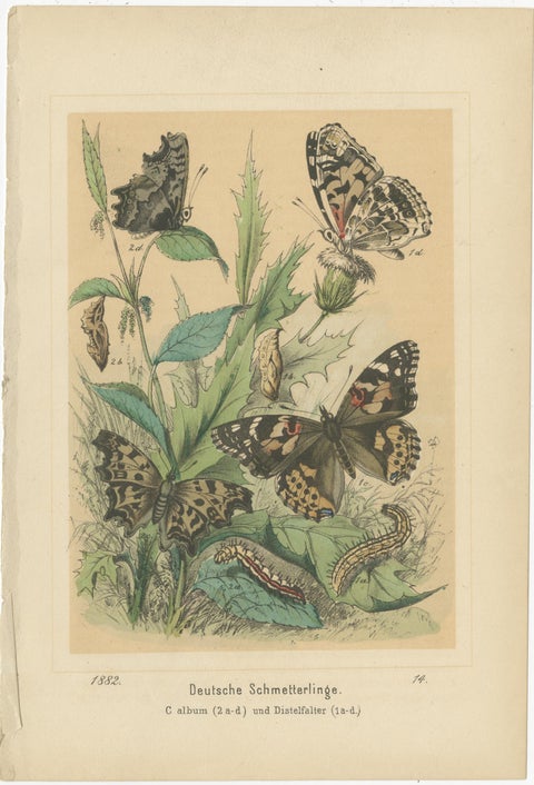 Antique Print of German Butterflies, circa 1890, view 2