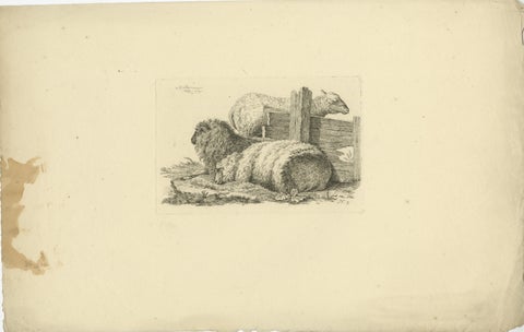Etching of Three Sheep Resting by Fence: Farm Animal Study, by Oberman in 1810, view 2