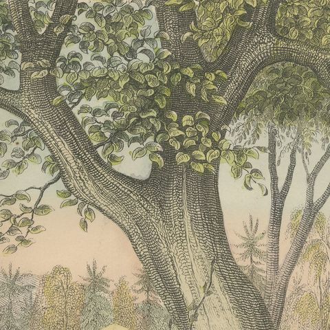 Antique Ibex and Chamois Print with Aurochs, Sheep and Cattle, circa 1890, close-up 1