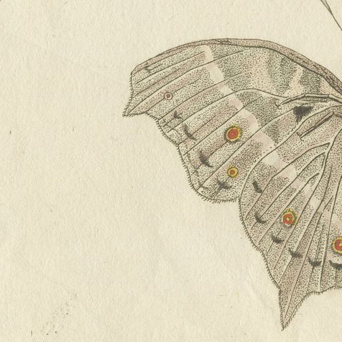 Exotic Butterfly with Wing Details, Antique Bertuch Print, Vienna, circa 1812, close-up 6