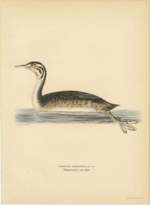 ntique Great Crested Grebe Bird Lithographs Set of 2, Sweden Ornithology 1929, view 2
