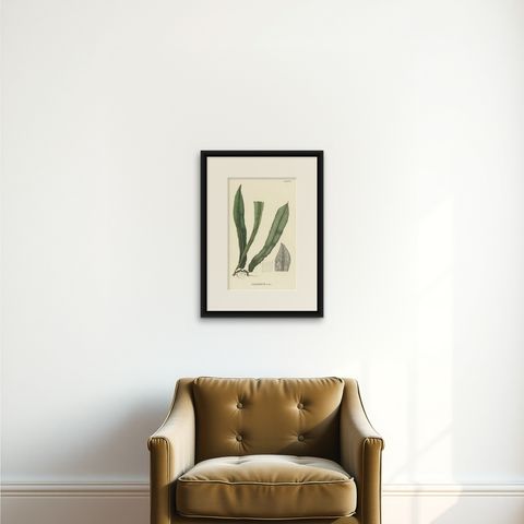 Lushly Handcolored Lithograph of Ferns of Indonesia (Polypodium), 1829, shown framed on a wall