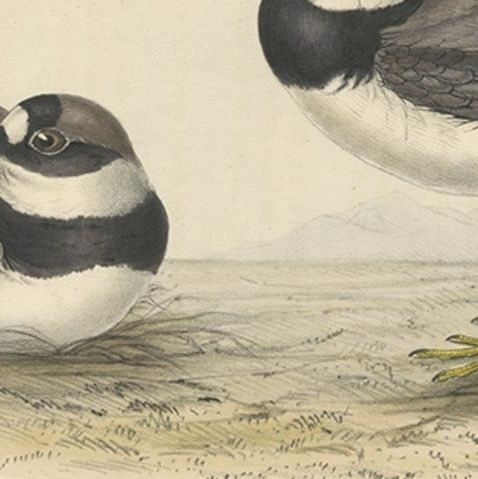 Antique Bird Print of the Ring Dotterel by Gould, 1832, close-up 1