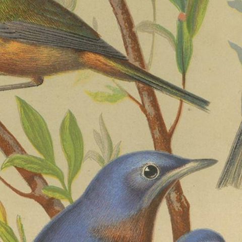 Antique Bird Print of Pin-Tailed Parrot Finch, Yellow Billed Leiothrix and Other, close-up 2
