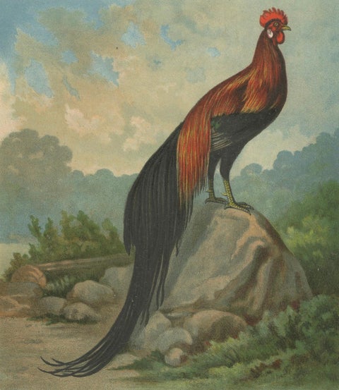 The Golden Phoenix Rooster - A Rare 19th Century Poultry Lithograph, close-up 5