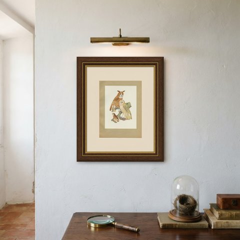 Striped Owl, Barn Owl and Pygmy Owl, Brazilian Bird Print, Descourtilz, 1944, shown framed on a wall