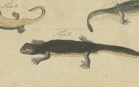 Lizards and Newts, Eight Species, Antique Bertuch Print, Vienna, circa 1805, close-up 2