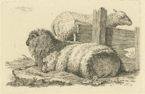 Etching of Three Sheep Resting by Fence: Farm Animal Study, by Oberman in 1810, close-up 5