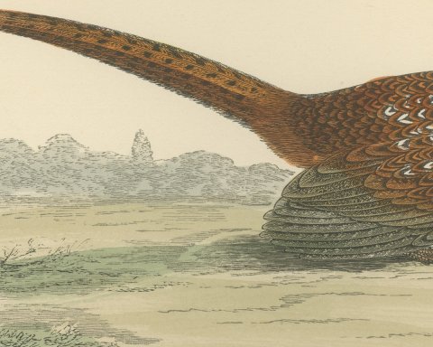 Pheasant in an Open Field with Trees, Hand Colored Game Bird Print, 1896, close-up 2