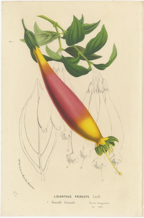 Floral Collection: Coral Drops, Prairie Gentian, Monkey Orchid, Bellflower, 1875, view 3