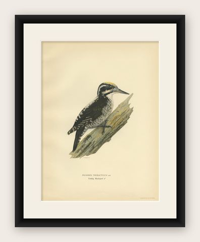 Antique Bird Print of the Male Eurasian Three-Toed Woodpecker by Von Wright, shown framed