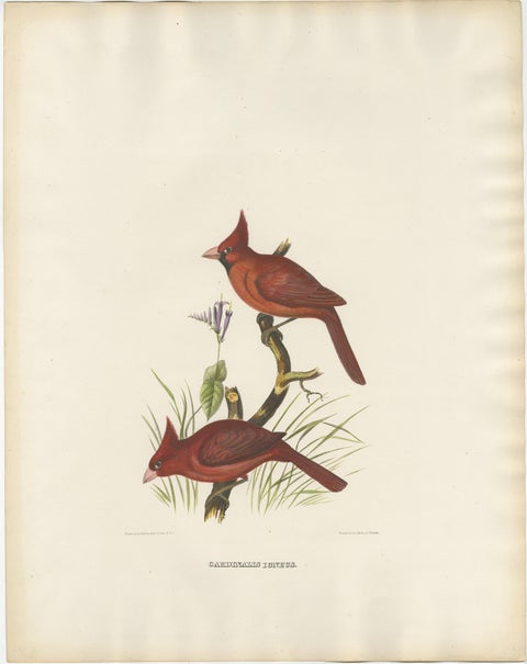Large Old Hand-Colored Print of Northern Cardinals from Northern America, 1869, view 2