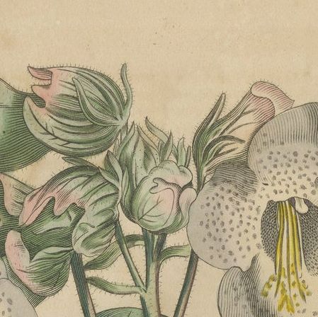 Martynia Proboscidea (Unicorn Plant), Hand-Colored Botanical Engraving, ca.1825, close-up 6