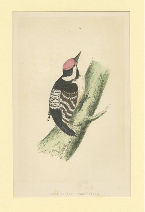 Antique Bird Print of a Lesser Spotted Woodpecker, view 3