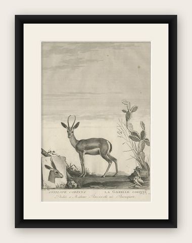 Early 19th Century Antique Print of a Gazelle Animal by Miger 'c.1805', shown framed