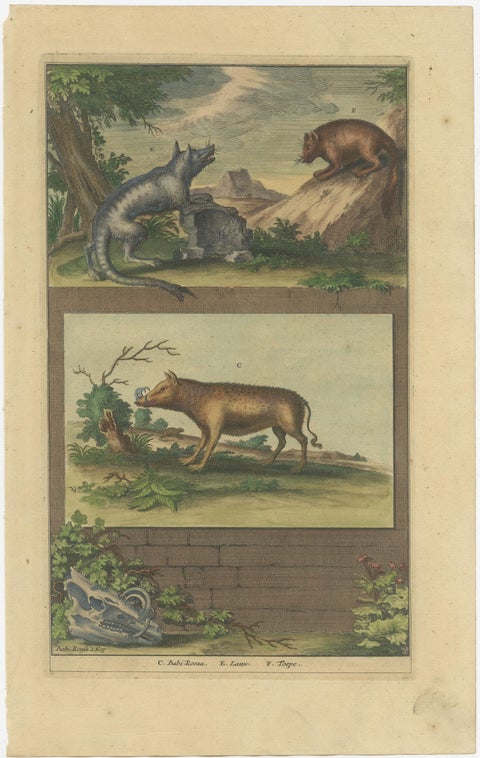Colored Antique Print of a Babirusa and Two Other Animals, 1726, view 2