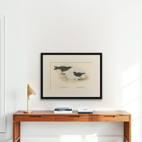 Old Bird Print of the Fork-Tailed Storm-Petrel and Common Storm-Petrel, 1832, shown framed on a wall