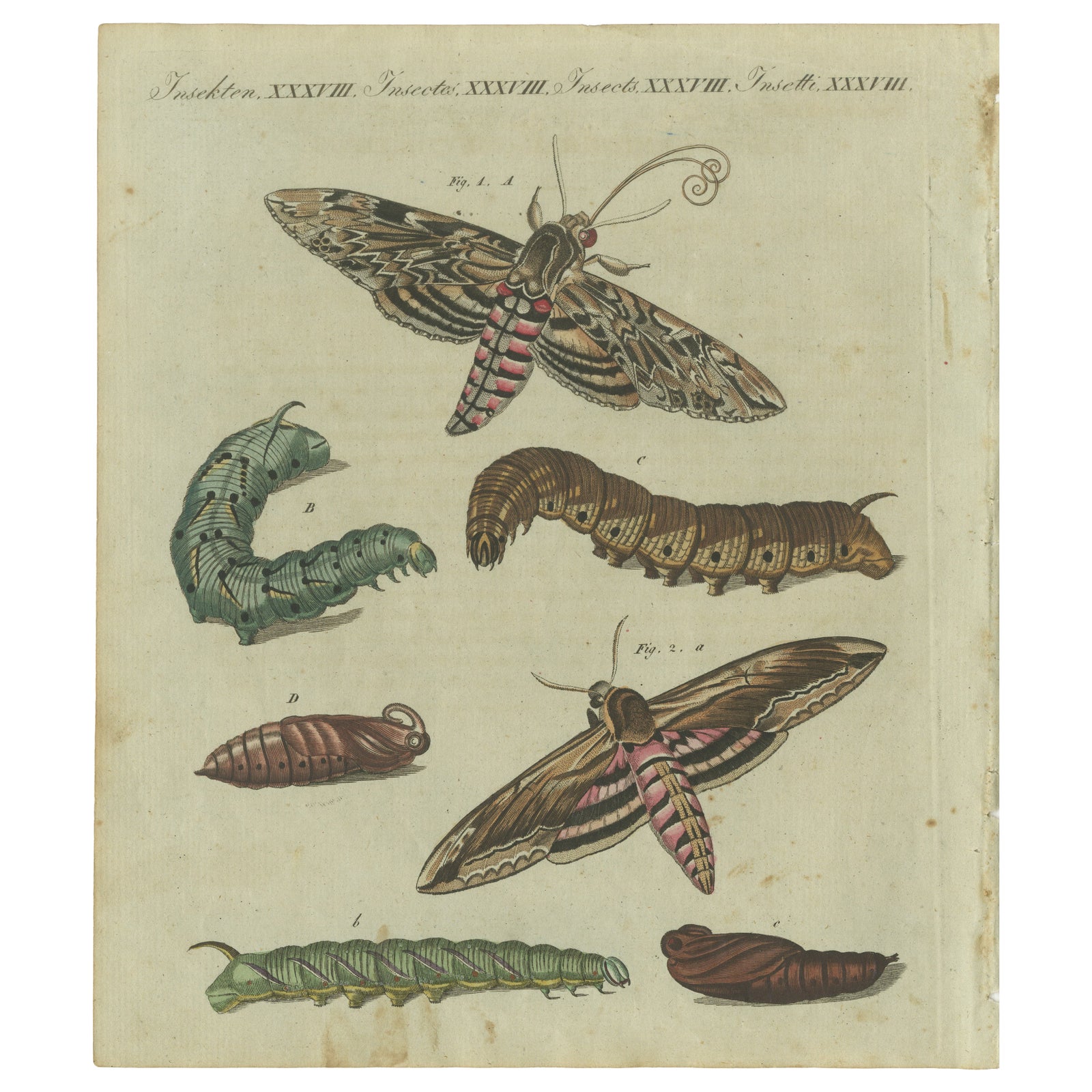 Moth Life Cycle: Handcolored Engraving from Bertuch's Encyclopedia, 1805