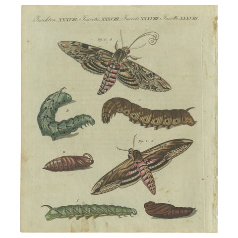 Moth Life Cycle: Handcolored Engraving from Bertuch's Encyclopedia, 1805