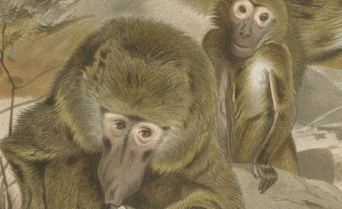 Baboons, Antique Primate Print, British Natural History Illustration 1894, close-up 2