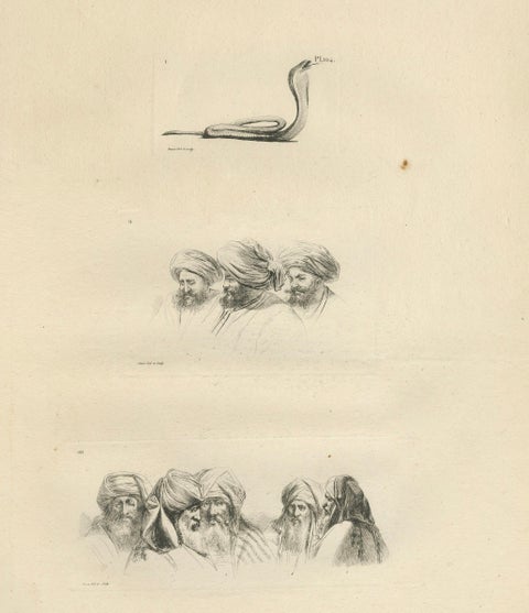 Comparative Head Studies and Cobra, Egypt, Antique Engraving, c.1802, close-up 4