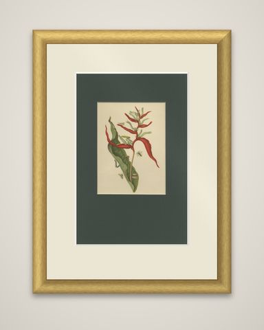 Heliconia with Insects, 19th-Century Lithograph after Merian’s Plate 54 (1705), shown framed