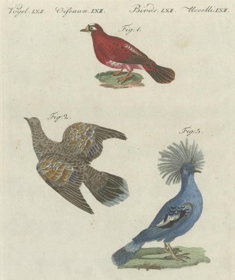 Antique Bird Print of Various Foreign Pigeons Including the Crimson Pigeon, 1800, close-up 2
