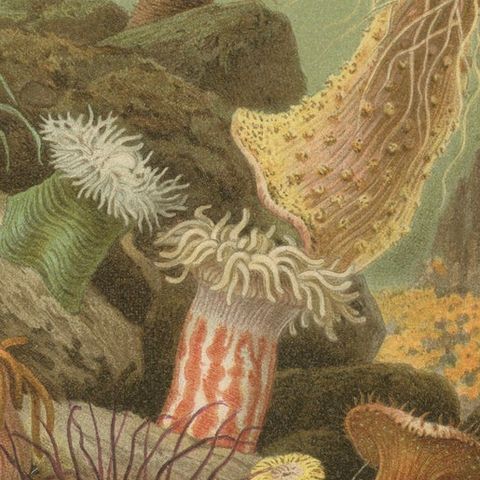 Sea Anemones, Colorful Marine Invertebrates, Royal Natural History, 1896, close-up 5