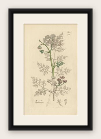 Antique Botany Print 'Oenanthe Phellandrium' by J. Sowerby, 1840, shown framed