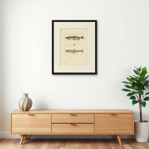 Capelin & Smelt, Antique Ichthyology Print, Greenland, Gaimard Voyage 1842, shown framed on a wall