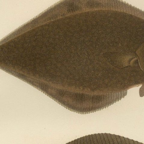 Flatfish Trio - Flounder, Turbot, and Plaice - Elegant Fish Lithograph, 1895, close-up 5