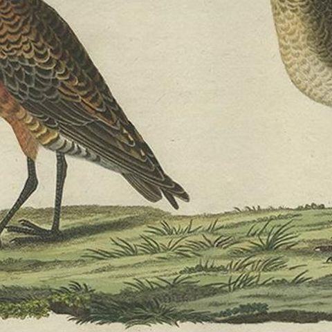 Antique Bird Print of the Curlew Sandpiper by Sepp & Nozeman, 1829, close-up 1