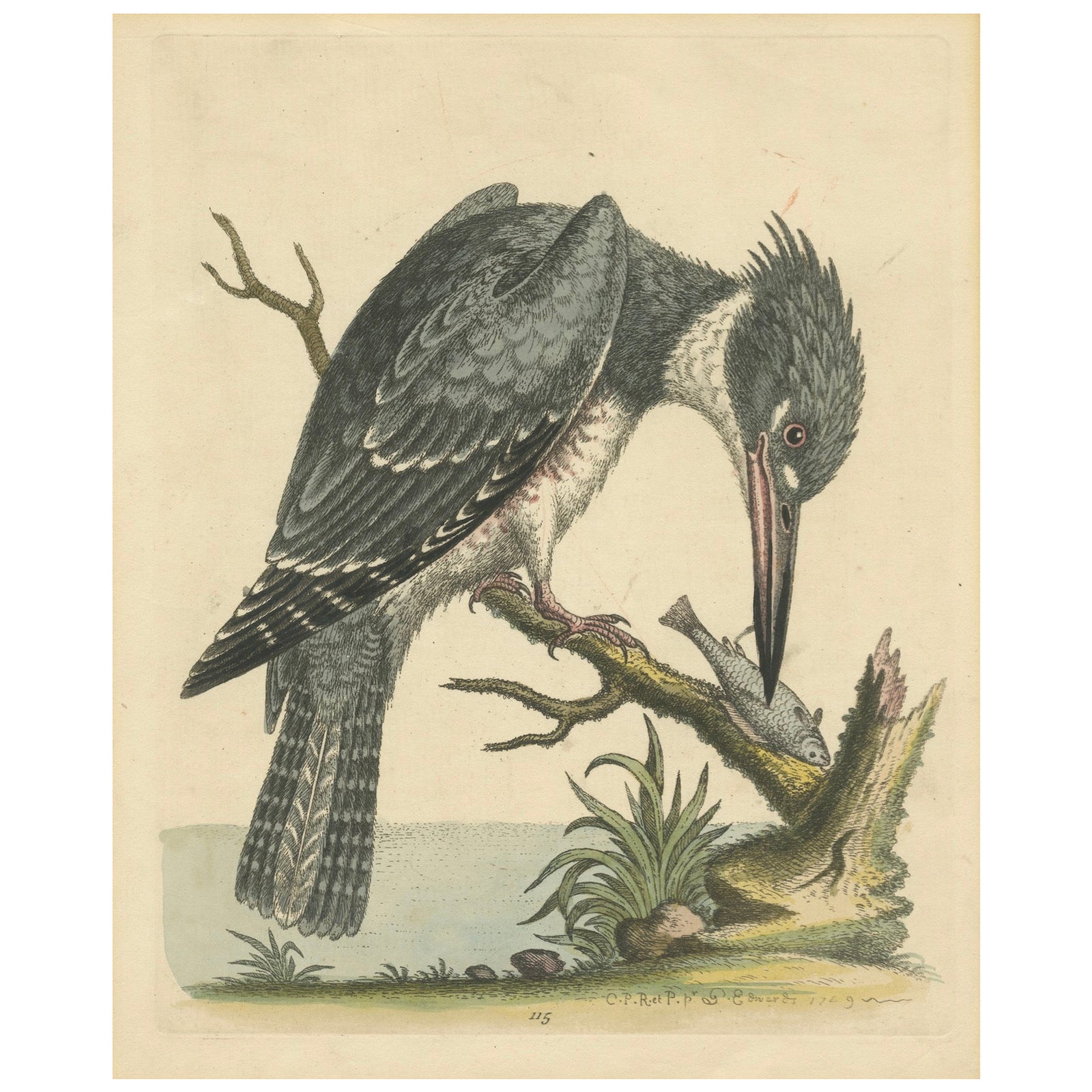 Majestic Hunter: The American Belted Kingfisher in Its Natural Habitat, 1749