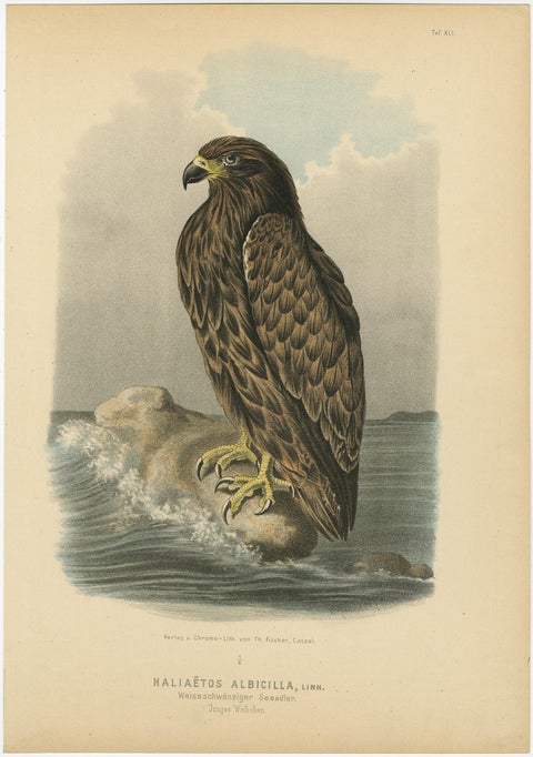 Eagles Prints, Antique Set of Three, Raptors & Ornithology Wall Art, 1894, view 4