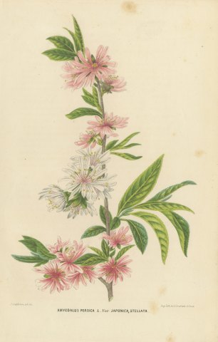 Double Flowering Peach Japonica Stellata, Amygdalus Persica, 1859
