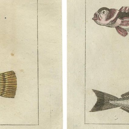 Set of 4 Antique Fish Prints - Remora - Dragonet - Star Gazer, close-up 1
