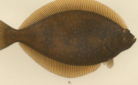 Flounder, Common Sole and Dab - Stunning Scandinavian Flatfish Lithograph, 1895, close-up 2