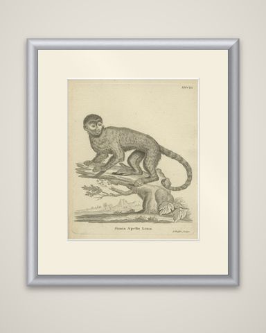 Antique Engraving of a Capuchin Monkey (Simia apella Linn.), A. Hoffer, ca.1800, shown framed