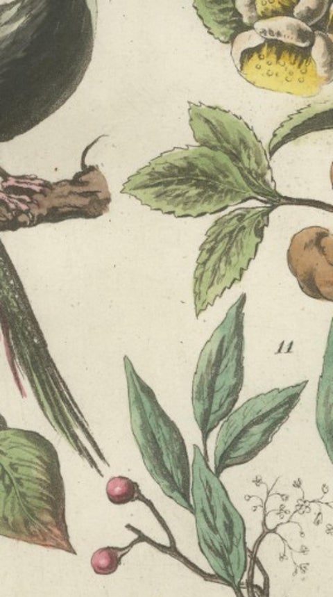 China Figures, Fauna & Flora, Hand-Colored Antique Print, Ferrario, Italy 1815, view 6