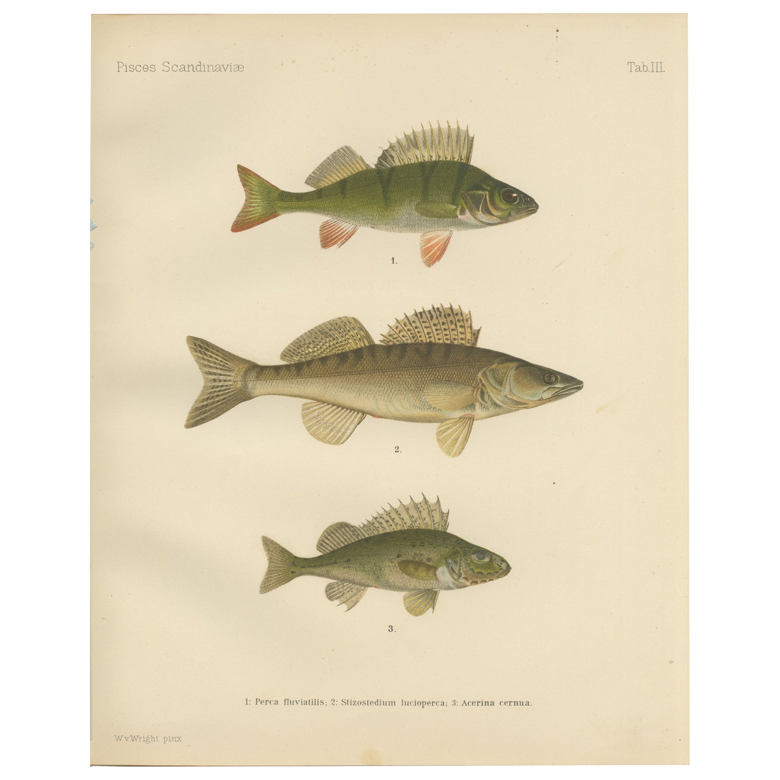 Perch, Pike-Perch, and Ruffe - Majestic Scandinavian Fish Lithograph, 1895